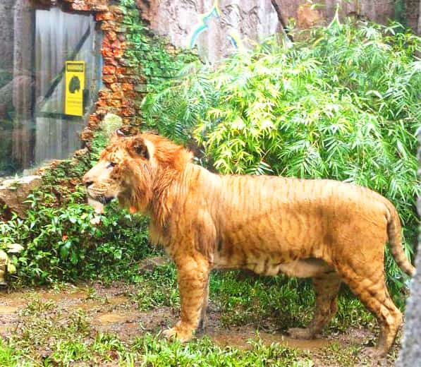 Ligers have mane as well while a tiger does not have any mane. 