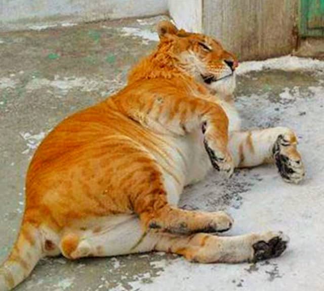 A Liger is an offspring of a Lion and a Tigress.