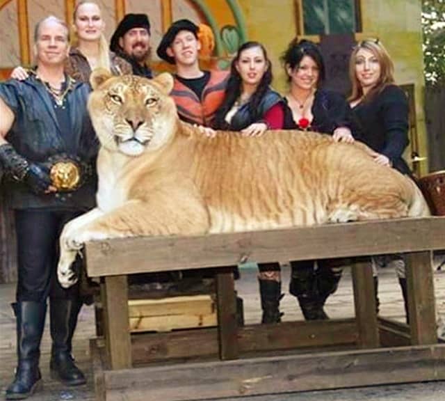 A liger has a fur color of tawny brown which is almost same as that of the lions.