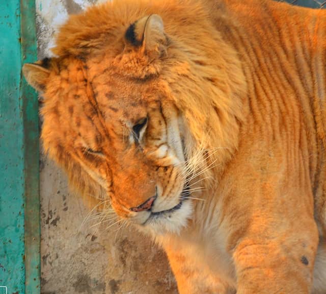 Ligers have huge head size