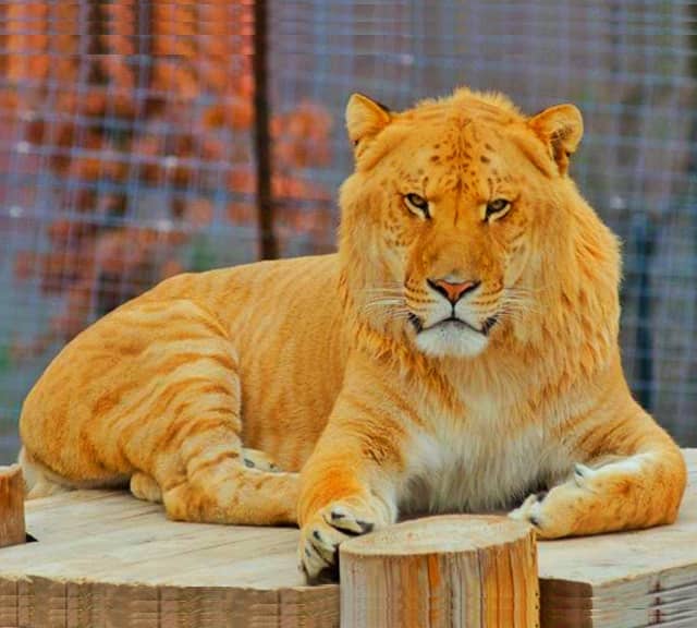 Ligers are more popular than tigons.