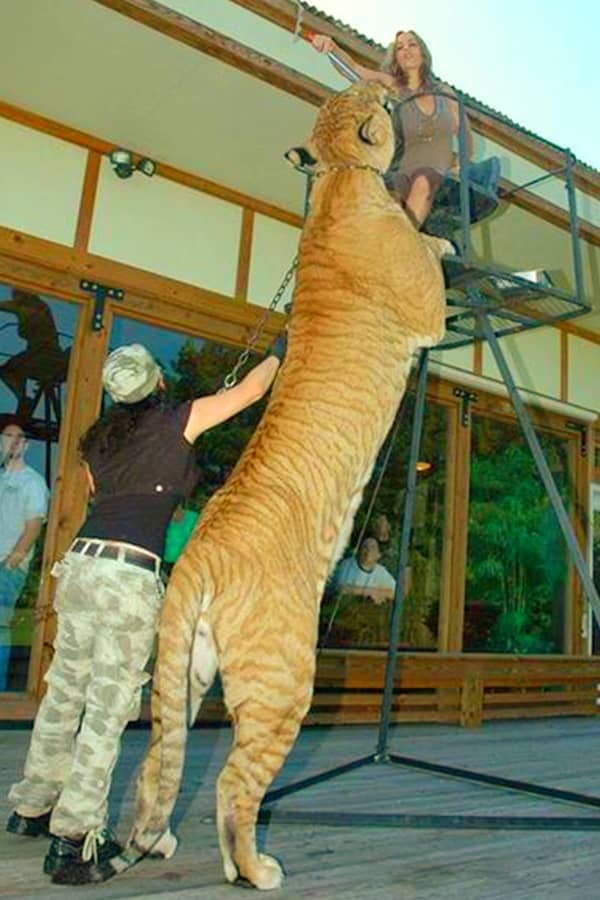 Ligers have the longest body lengths of all the big cats.