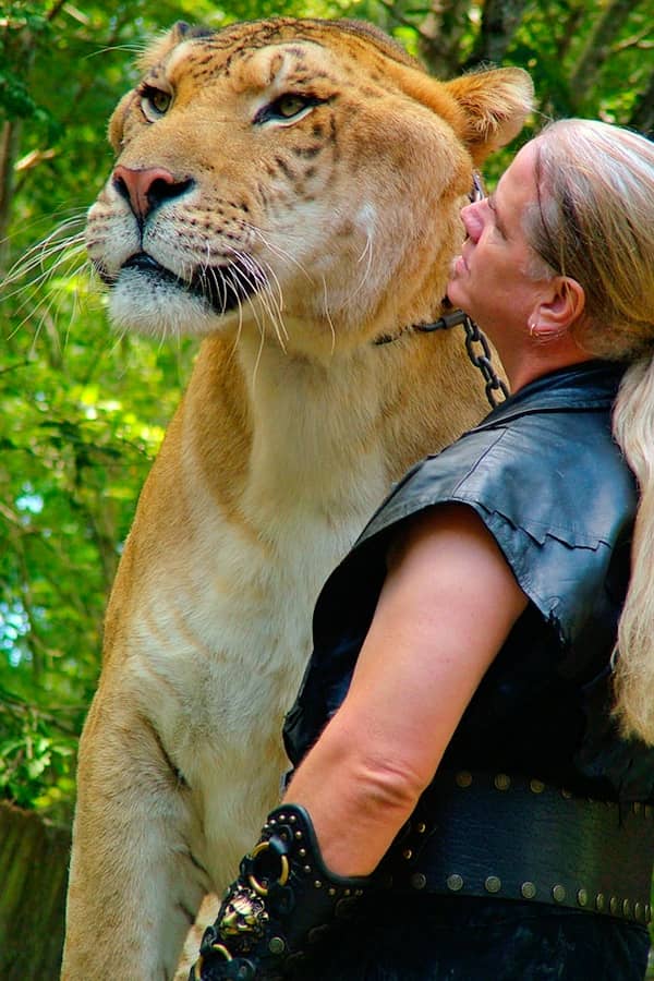 Ligers are the tallest among all the big cats.