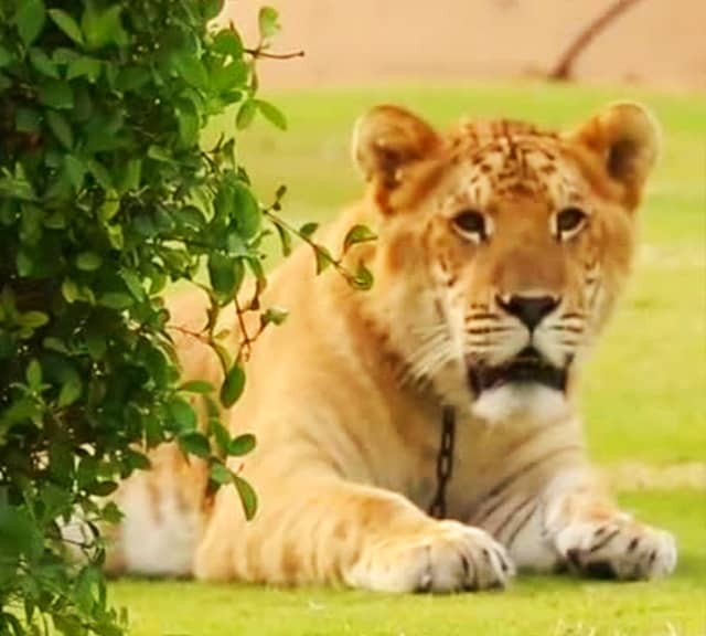 Tigon results from crossbreeding of tiger and Lioness.