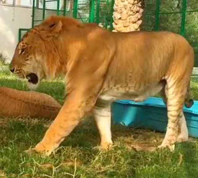 Tigons have dark brown color of their fur with stripes on them.