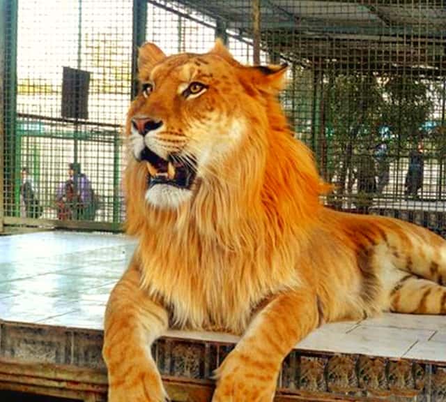 A tigon has its head size equal to the head size of a lion.