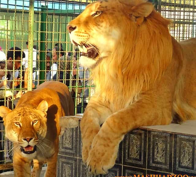 A male and female tigon pair at Mashhad Zoo in Iran. 