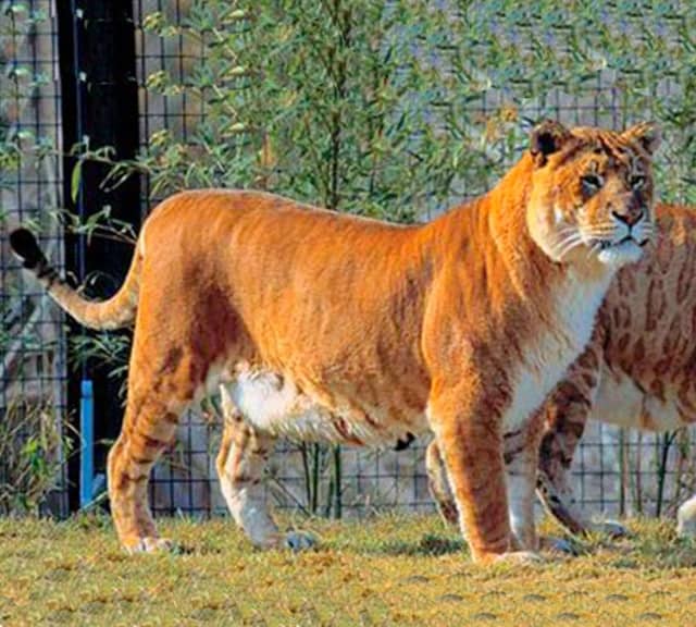 Tigons have a body length of 8 feet long.