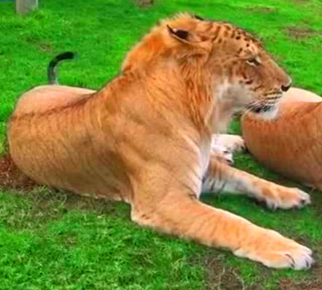 Tigons are rarest of all the big cat hybrids. 