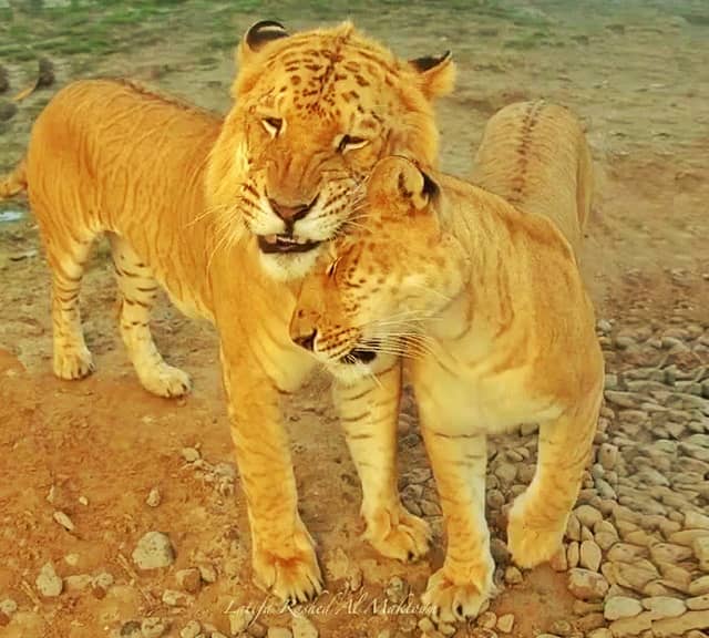 Tigons are smaller than ligers. A liger is 2 times bigger than a tigon.