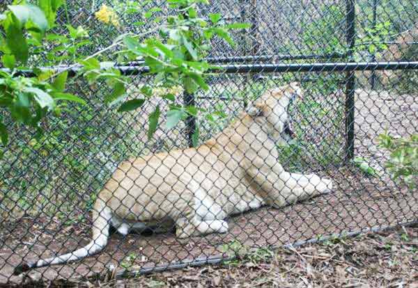 Liger Vulcan is 13 (thirteen) years old. 