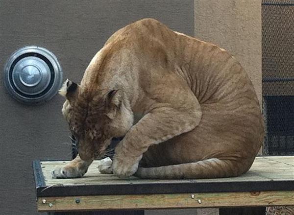 Liger Vulcan playing. 