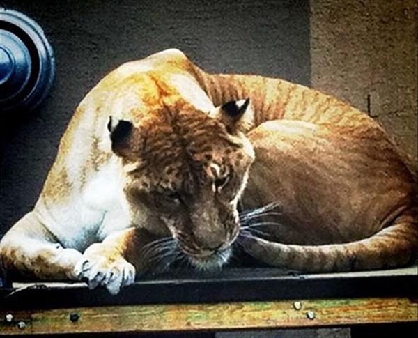 Liger Vulcan Sleeping at its Stool. 