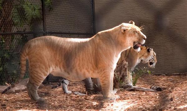 Liger Vulcan has a lot of stripes. All Stripes are unique, and more than the stripes of the tiger.