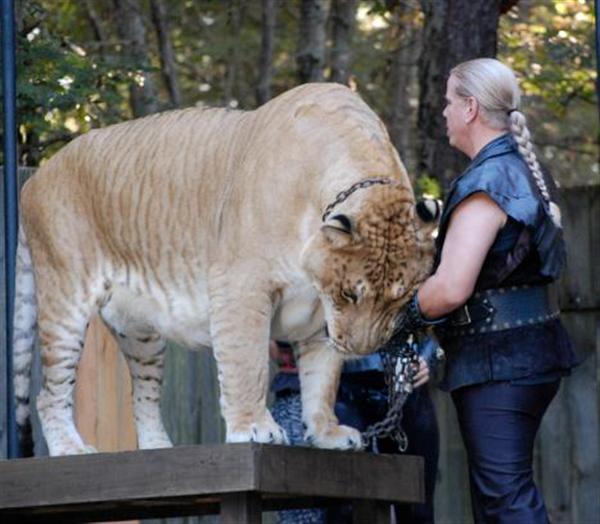 Liger Hercules Weighs 900 Pounds. 