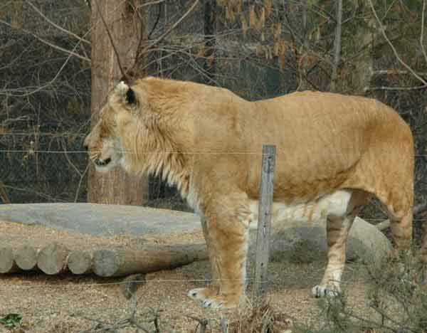 Liger Male 900 Pounds. 