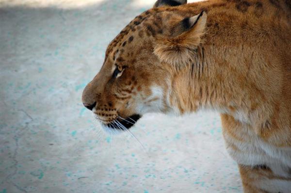 Female Ligers can Survive better in the wild as compared to the male ligers in the wild.