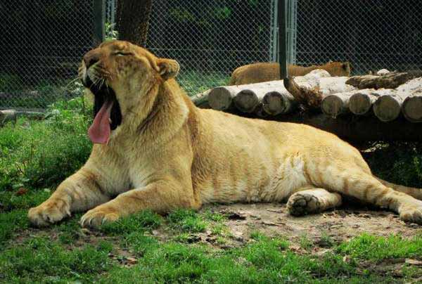 Liger Wild Survival as a Scavenger. Liger can Scavenge other Big Cats foot. 