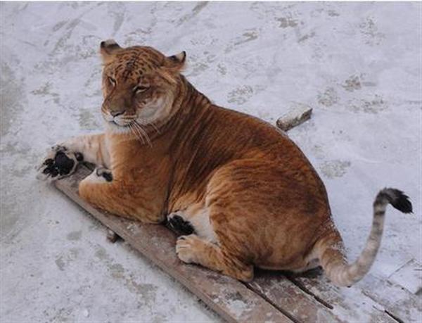 Liger Speed in the Wild for Hunting the prey. 