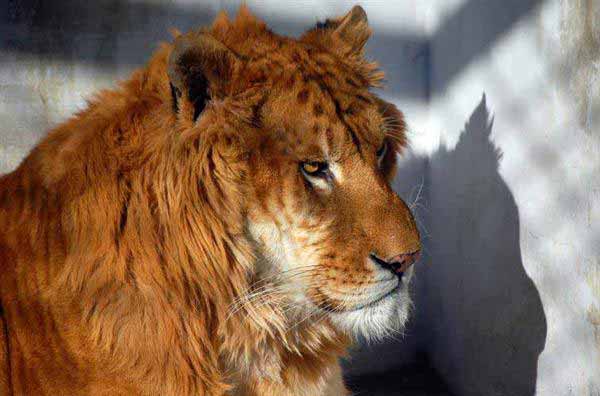 Liger Wild Survival is very much Possible but it is dependent upon the availability of the food.