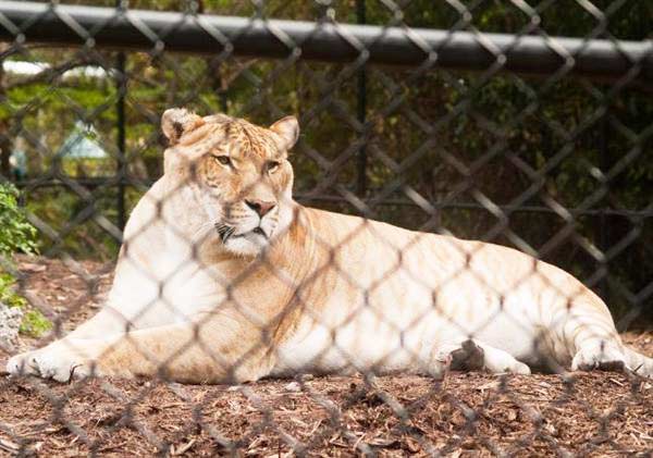 Liger Zeus has appeared on Discovery Channel Program Humanzee.