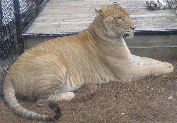 Liger Zeus have dark Stripes. 