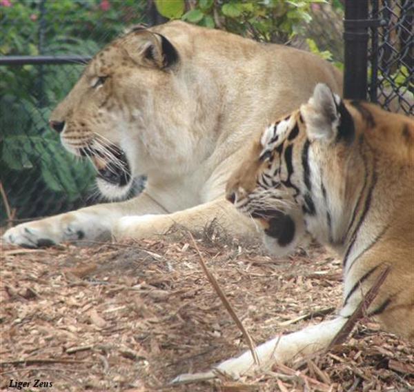 Liger Zeus has a small height.