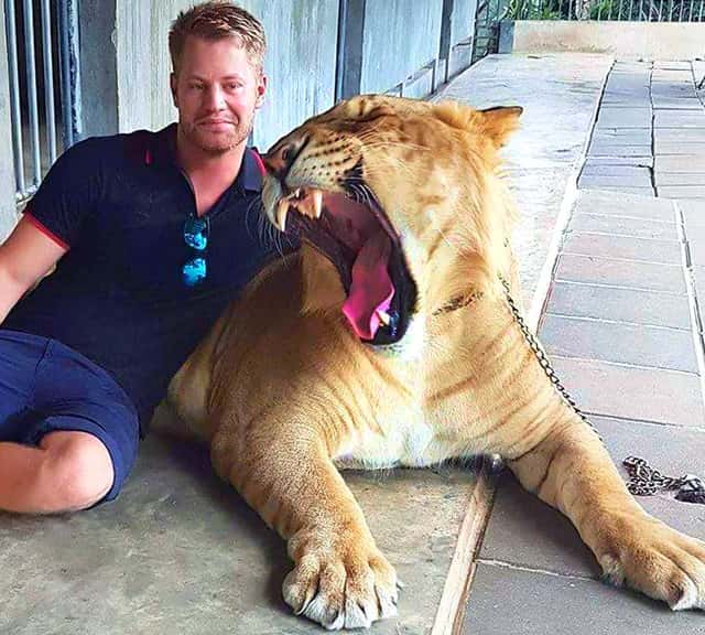 Ligers have big bite force but less aggressive as compared to the other big cats such as lions.
