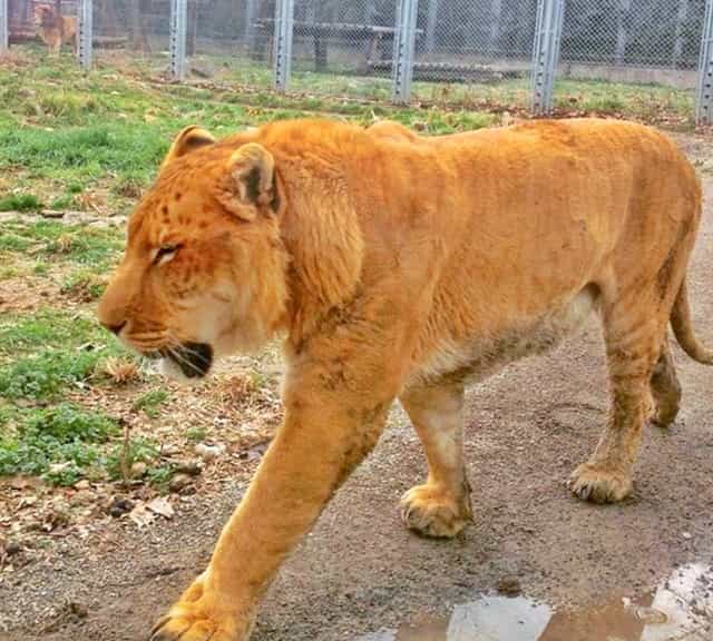 Liger Deformity depends upon living conditions of their parents.