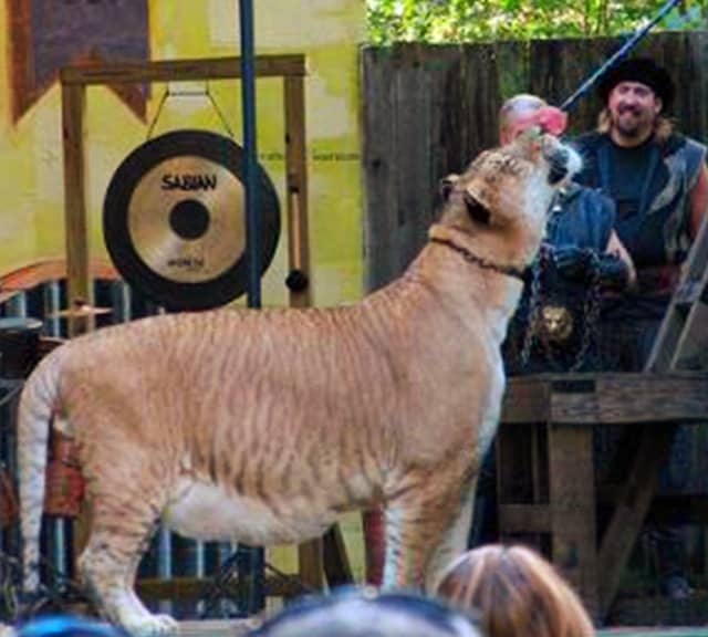 Ligers are genetically very strong. 