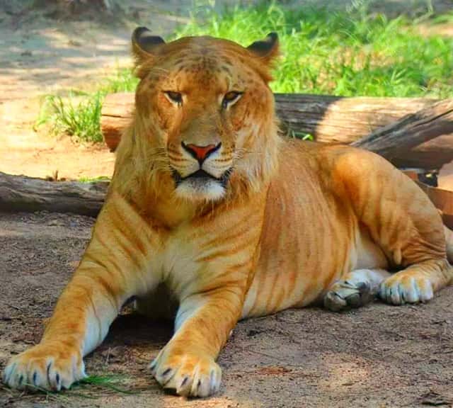 Ligers have no deformity. 