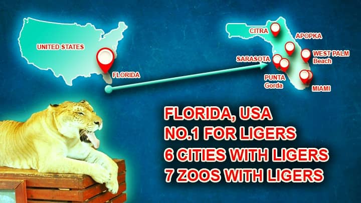 Florida - The Top state of ligers within United States.