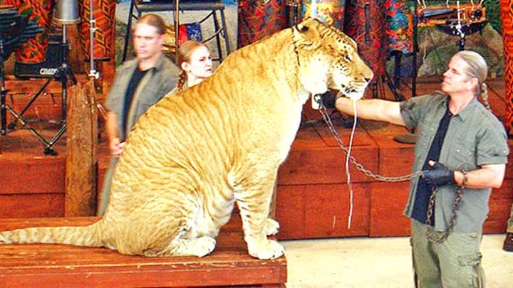 Liger at Jungle Island in Miami, Florida.