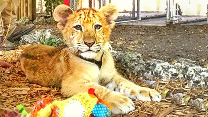 Liger cub at ZWF (Zoological Wildlife Foundation) Miami, Florida, USA.