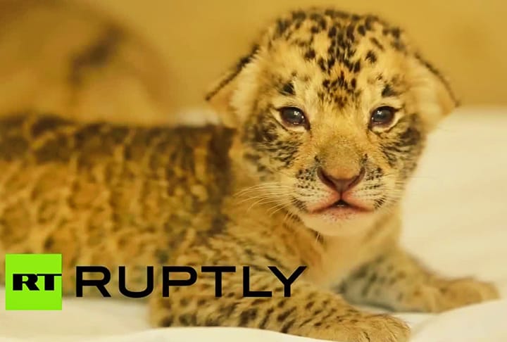 Liliger Cub born at Russia's Sochi province.