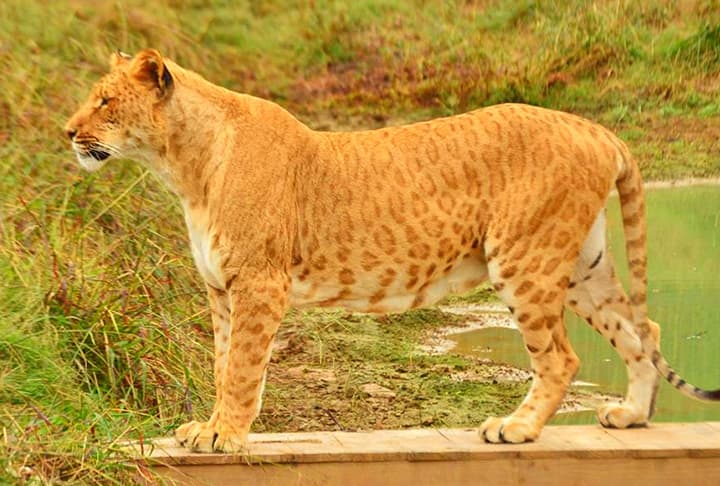 A liliger has spots like jaguar or leopard on its fur.