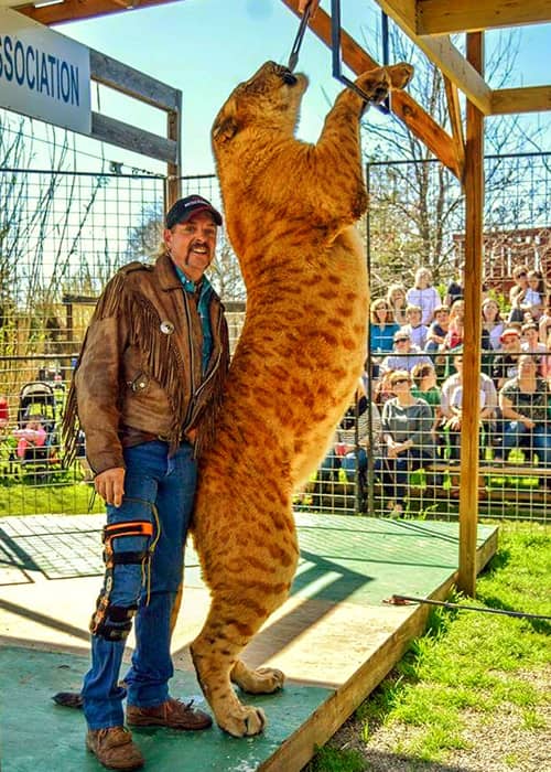 A liliger is bigger than a lion or a tiger. They are only second to ligers.