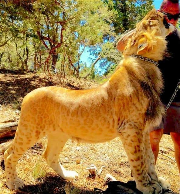 A male liliger has a mane around its neck. 