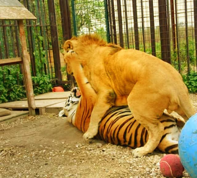 Lions have also killed tigers in different fights as well.