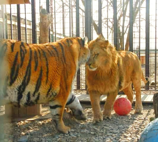 Lion vs Tiger bluff Fight. A lion is a bluff fighter.