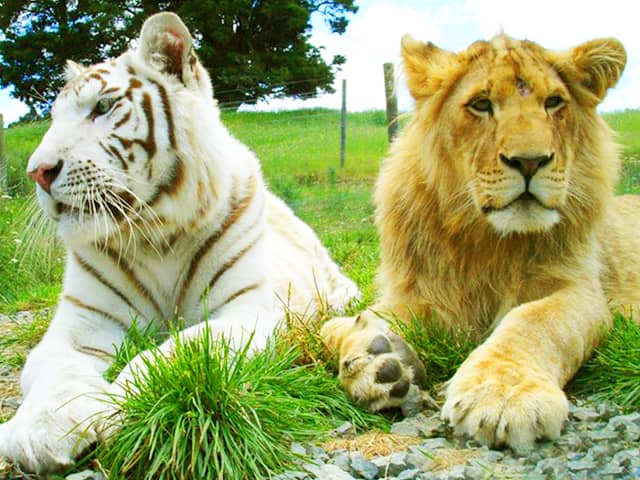 In a lion vs tiger fight at Turkish Zoo a tiger killed a lion.