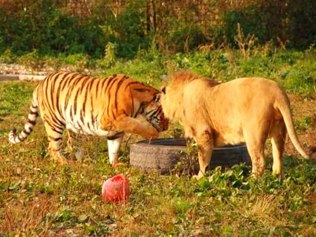 Lion vs. Tiger Heigh Comparison. A Siberian Tiger is bigger in height than an African Lion.