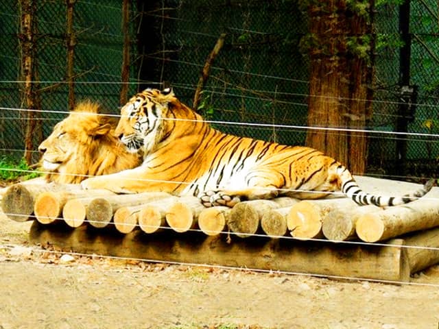 A lion has a louder roar than a tiger. Lion vs Tiger roar comparison.