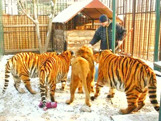 Lion vs Tiger Weight Comparison. Tiger has more weight than a lion.