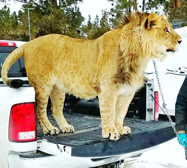 Juvenile Lions have brown colored spotted marks on their fur