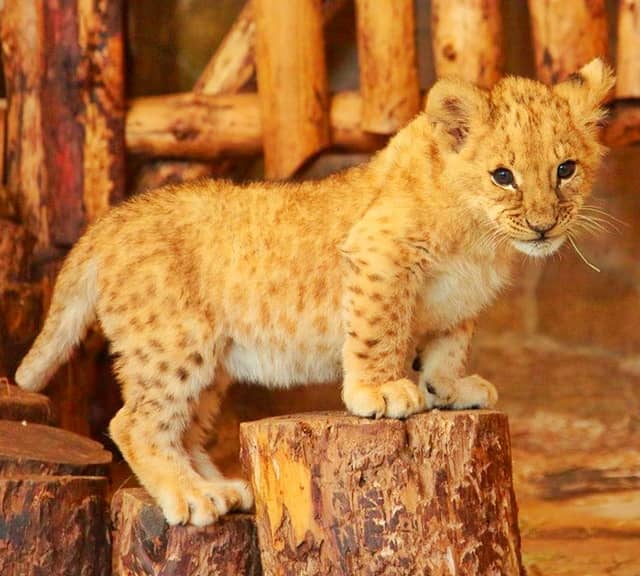 The spotted marks on the lion cubs help them in camouflaging and staying hidden.