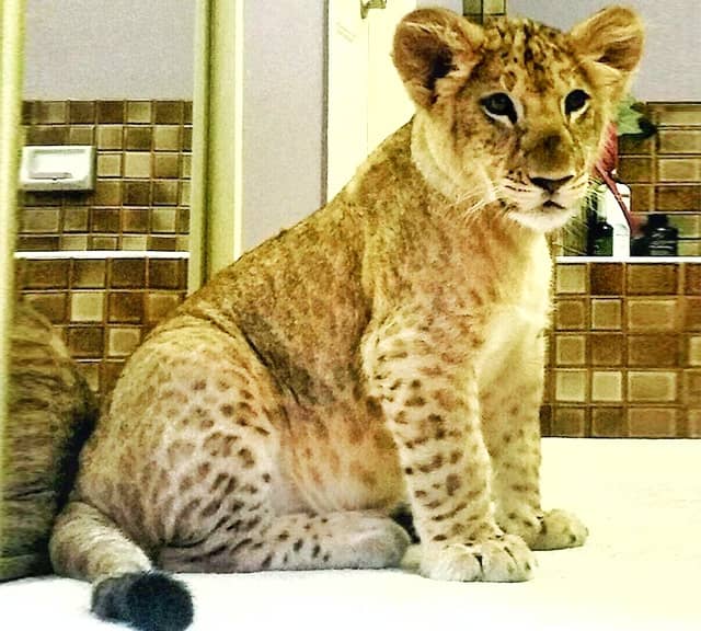 Lion cubs have blacked colored spotted marks.