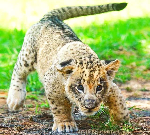 Lion cubs have spotted marks on their fur. 