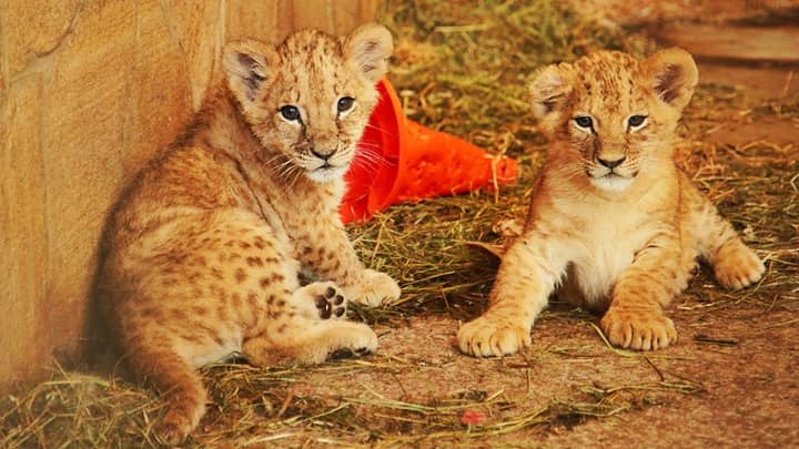 Lion cubs have unique pattern of spotted marks.