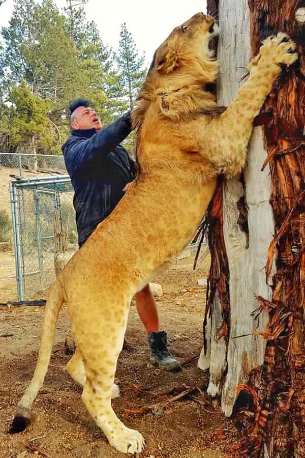 Lions adoptability through spotted marks on their bodies